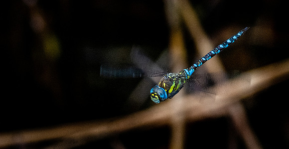 Common hawker