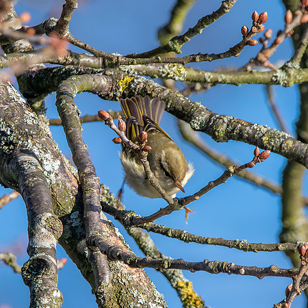 Yellow browed warbler