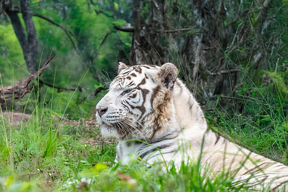 White tiger