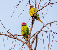 Plum headed parakeet