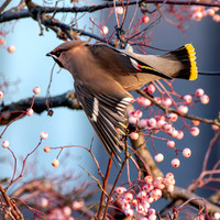 Bohemian waxwing