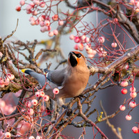 Bohemian waxwing