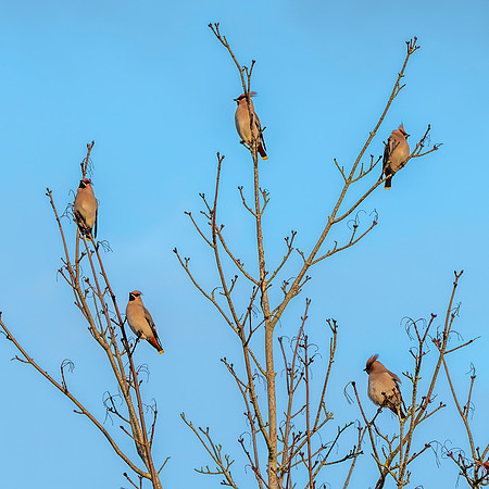 Bohemian waxwing