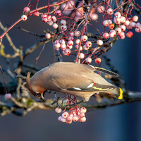 Bohemian waxwing