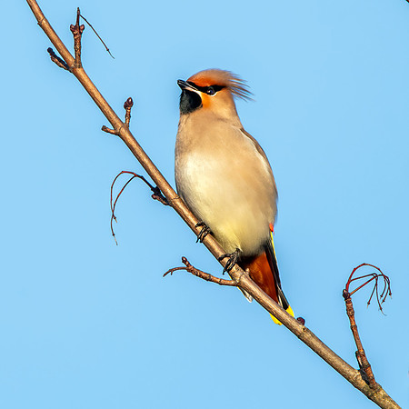 Bohemian waxwing