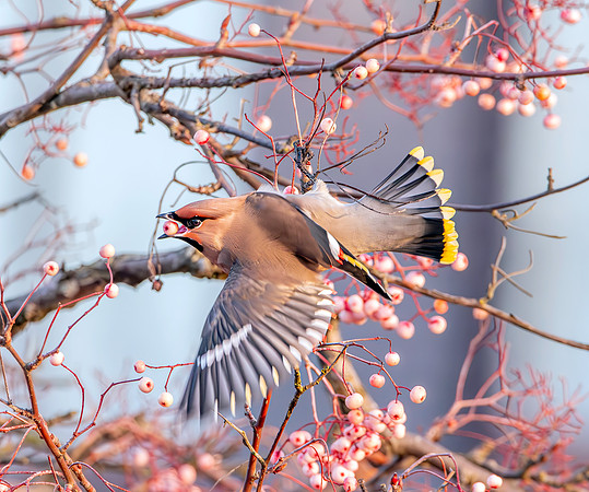 Bohemian waxwing