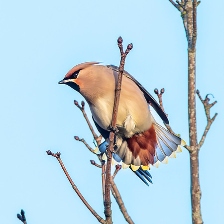 Bohemian waxwing