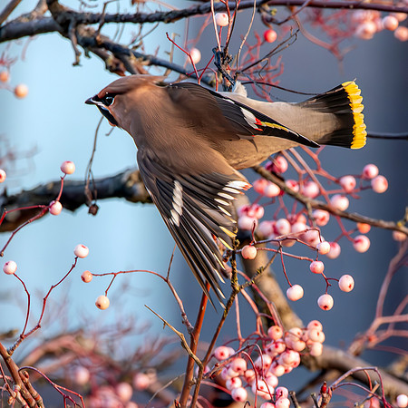 Bohemian waxwing