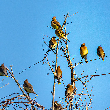 Cedar waxwing