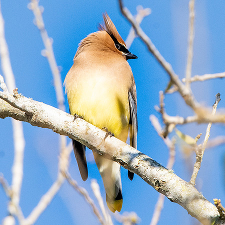 Cedar waxwing