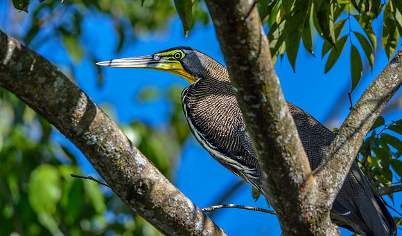 Bare throated tiger heron