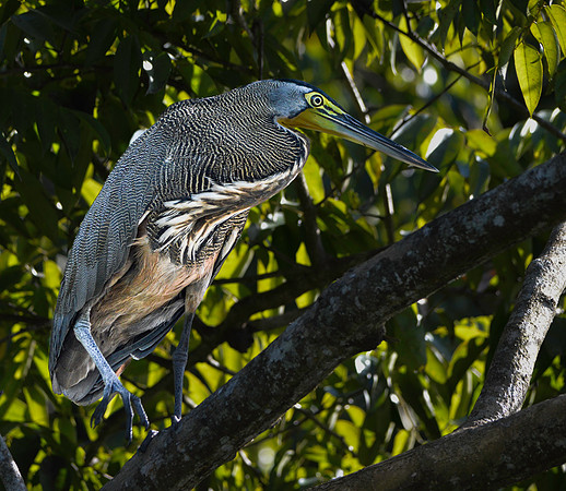 Bare throated tiger heron