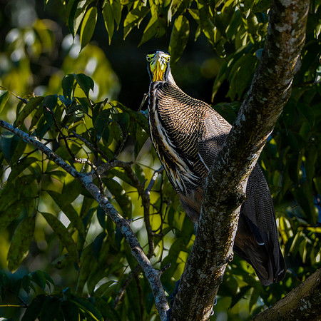 Bare throated tiger heron