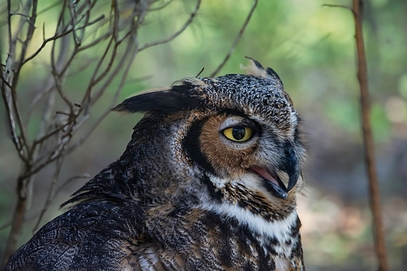 Great Horned owl