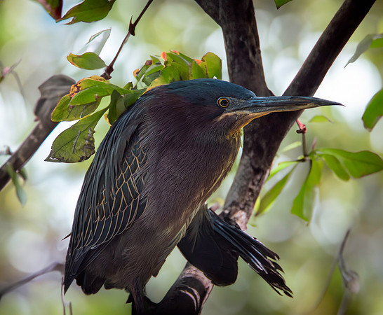 Green heron