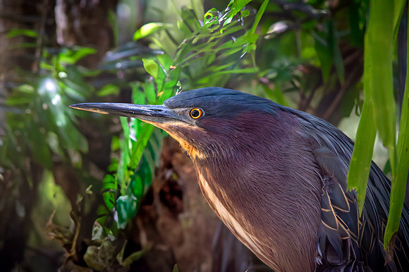 Green heron