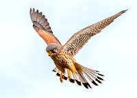 Common Eurasian kestrel, male