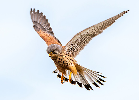 Common Eurasian kestrel, male