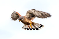 Common Eurasian kestrel, male