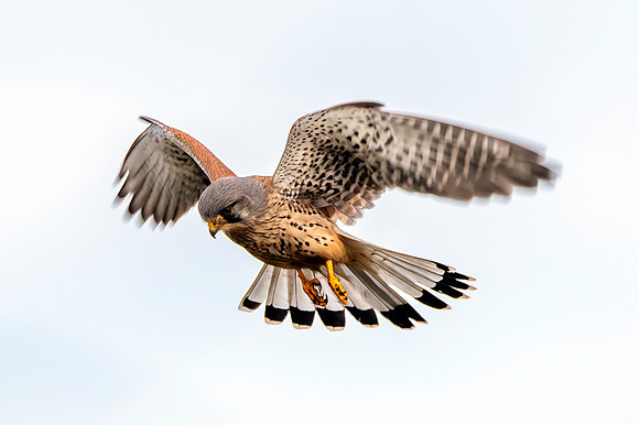 Common Eurasian kestrel, male