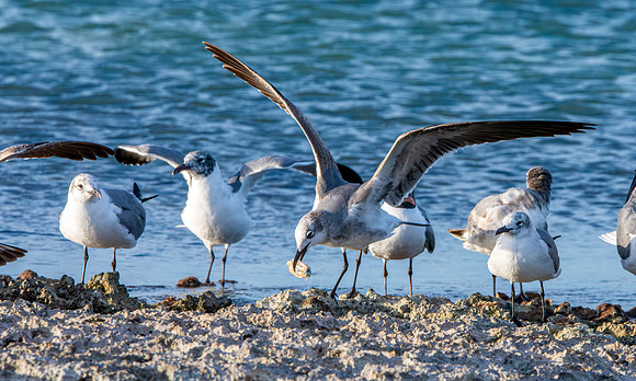 Laughing gull