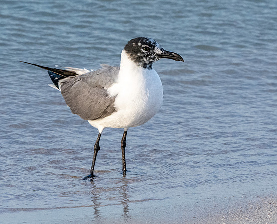 Laughing gull