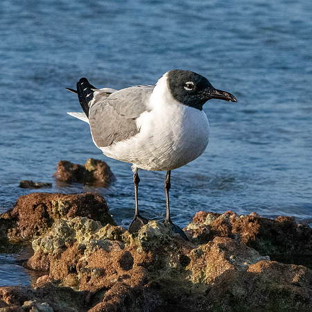Laughing gull