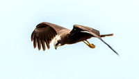 Marsh harrier, female