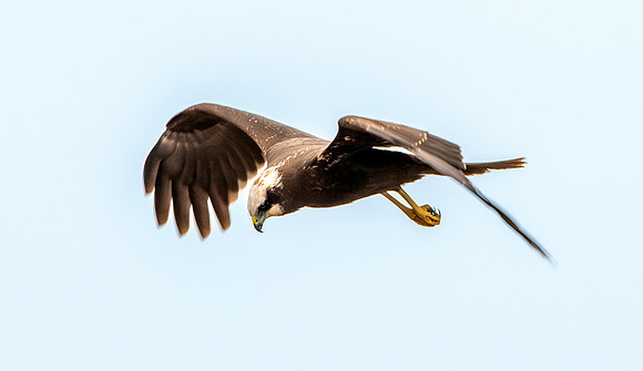 Marsh harrier, female