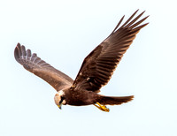 Marsh harrier, female