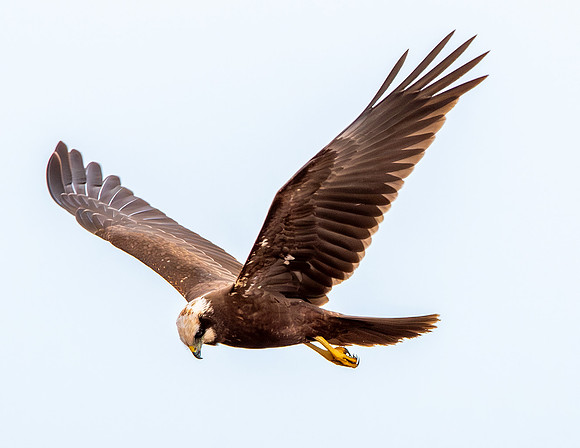 Marsh harrier, female