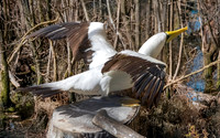 Masked booby