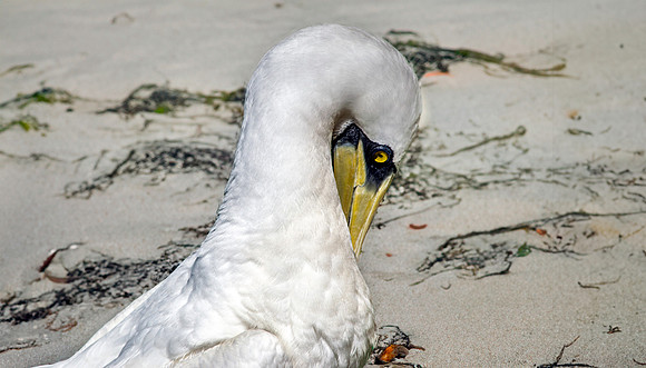 Masked booby
