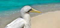 Masked booby