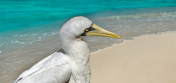 Masked booby