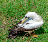 Masked booby