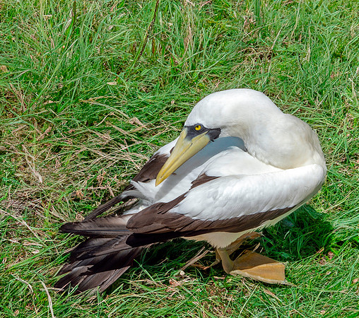Masked booby