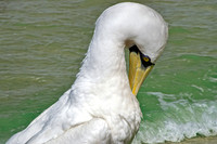 Masked booby