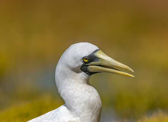 Masked booby