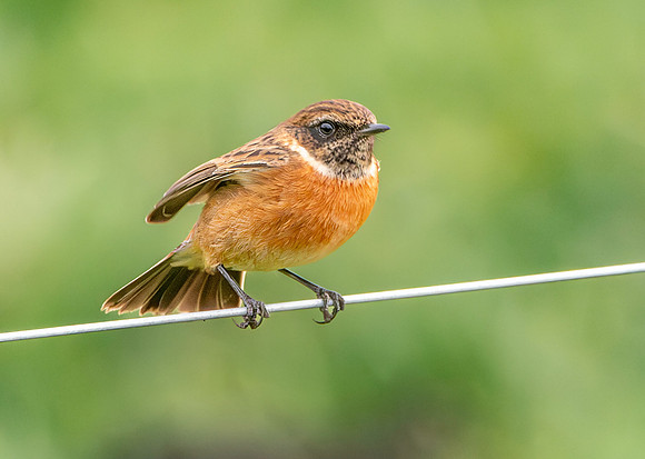 Stonechat, immature