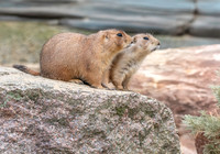 Black tailed prairie dog