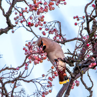 Bohemian waxwing