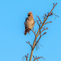 Bohemian waxwing