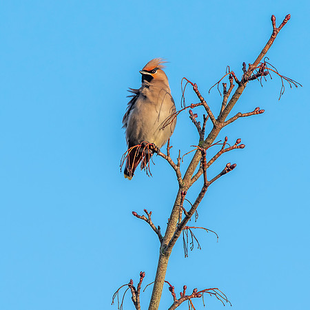 Bohemian waxwing