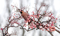 Bohemian waxwing