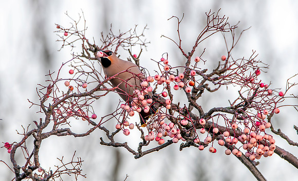 Bohemian waxwing
