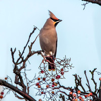 Bohemian waxwing