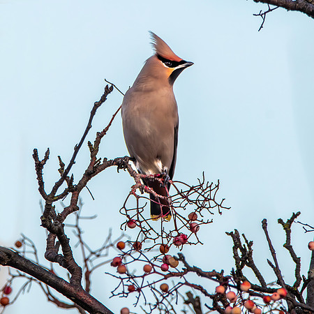 Bohemian waxwing