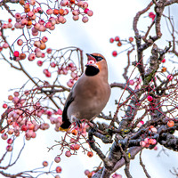 Bohemian waxwing