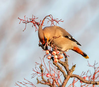 Bohemian waxwing